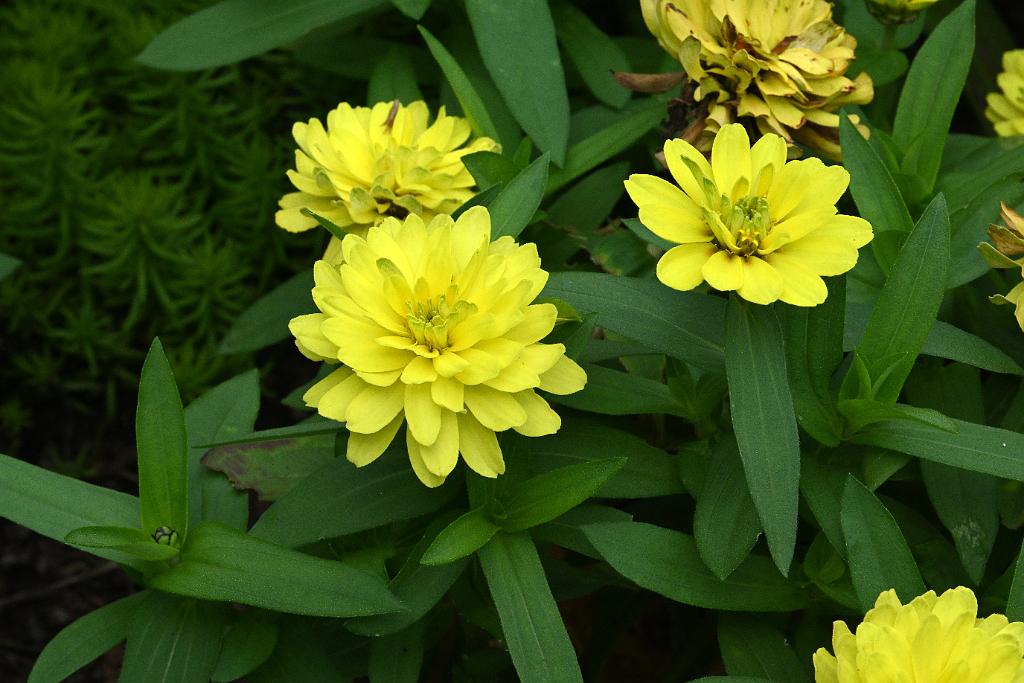 2025-07119558 Tower Hill Botanic Garden, MA.JPG - Zinnia (?). New England Botanic Garden at Tower Hill, MA, 7-11-2025